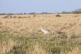 Sandhill Crane_Attwater_0009_1.jpg