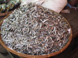 DSCN6226.JPG