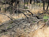 DSCN4254.JPG