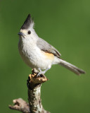 Black crested titmouse