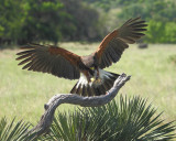 Harris' hawk (captive bird)