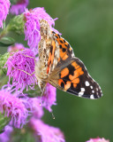 Painted lady butterfly on meadow blazing star