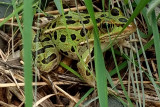 Leopard frog in lawn