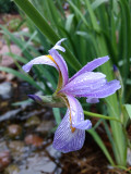 Blue flag iris