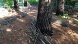 Path through the pine trees