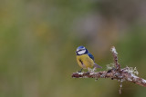 Chapim-azul  ---  Blue Tit  ---  (Parus caeruleus)