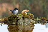 Toutinegra-de-cabea-preta  ---  Sardinian Warbler  ---  (Sylvia melanocephala)