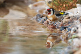 Pintassilgo  ---  Goldfinch  ---  (Carduelis carduelis)