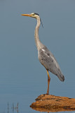 Gara-real  ---  Grey Heron  ---  (Ardea cinerea)