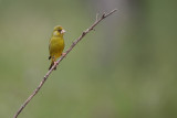 Verdilho  ---  Greenfinch  ---  (Carduelis chloris)