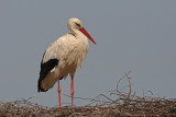 Cegonha-branca  ---  White Stork  ---  (Ciconia ciconia)