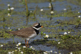 Borrelho-grande-de-coleira  ---  Ringed Plover  ---  (Charadrius hiaticula)