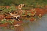 Calhandra-real  ---  Calandra Lark  ---  (Melanocorypha calandra)