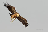 Grifo  ---  Griffon Vulture  ---  (Gyps fulvus)