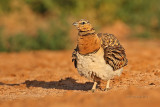 Cortiol-de-barriga-branca   ---  Pin-tailed Sandgrouse   ---   (Pterocles alchata)