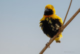 Bispo-de-coroa-amarela --- Yellow-crowned Bishop --- (Euplectes afer) 