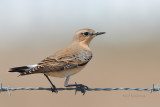 Chasco-cinzento  ---  Wheatear  ---  (Oenanthe oenanthe)