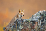 Raposa   ---   Fox