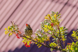 Tordo-pinto  ---  Song Thrush  ---  (Turdus philomelos)