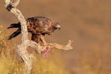 guia-real  ---  Golden Eagle  ---  (Aquila chrysaetos)