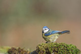 Chapim-azul   ---  Blue Tit---  (Cyanistes caeruleus )