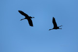 Grou  ---  Crane  ---  (Grus grus)