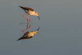 Pernilongo  ---  Black-winged Stilt  ---  (Himantopus himantopus)