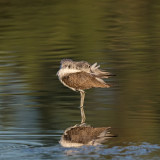 Perna-verde  ---  Greenshank  ---  (Tringa nebularia)