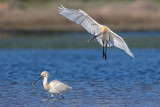 Colhereiro  ---  Spoonbill  ---  (Platalea leucorodia)