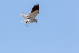 Peneireiro-cinzento  ---  Black-shouldered Kite  ---  (Elanus caeruleus)