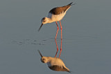 Pernilongo  ---  Black-winged Stilt  ---  (Himantopus himantopus)