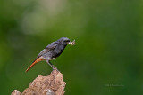 Rabirruivo  ---  Black Redstart  ---  (Phoenicurus ochruros)