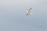 Chilreta  ---  Little Tern  ---  (Sterna albifrons)