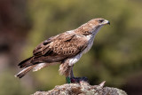 guia-perdigueira --- Bonellis Eagle --- (Hieraaetus fasciatus)