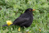 Melro --- Black Bird --- (Turdus merula)