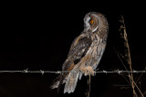 Bufo-pequeno  ---  Long-eared Owl  ---  (Asio otus)