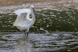 Gara-branca --- Little Egret --- (Egretta garzetta)