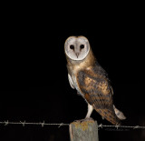 Coruja-das-torres --- Barn Owl --- (Tyto alba)