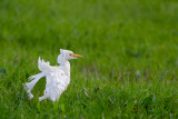 Carraceiro  ---  Cattle Egret  ---  (Bubulcus ibis)