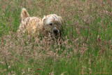 Ozzy loves tall grass