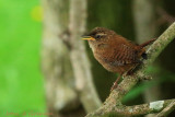 Wren