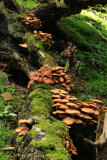 My new fungusset