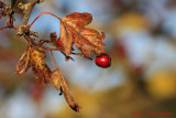 Autumn Hawthorn