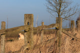 Dont fence me in
