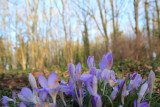 Out of focuses Crocuses