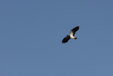 Lapwing