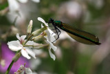 Female demoiselle