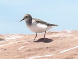 Sandpipers_2L.jpg