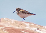 Sandpipers_3.jpg