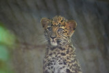 Amur Leopard Cubs - Samson and Jilin